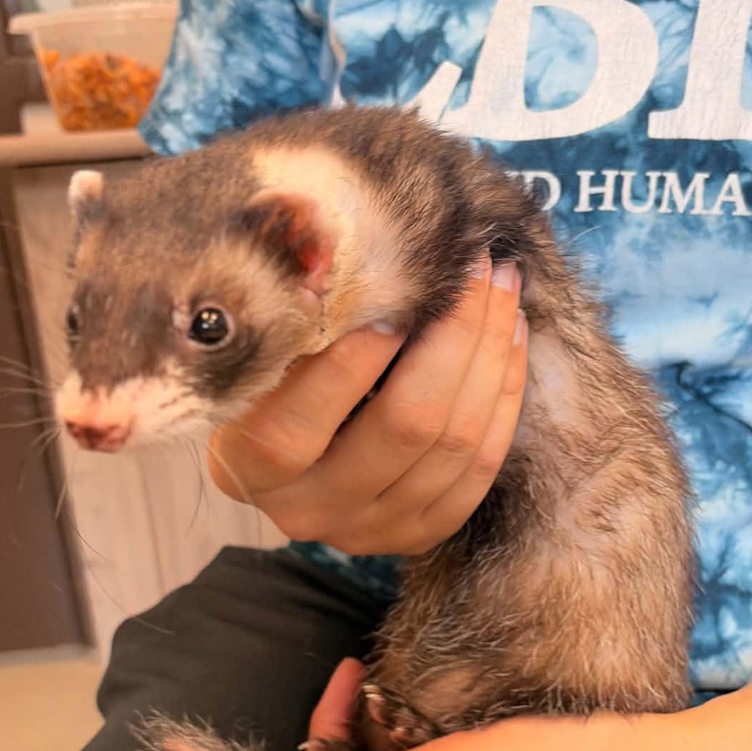Nixie, an adopted Ferret in Waterloo, IA image 4/4