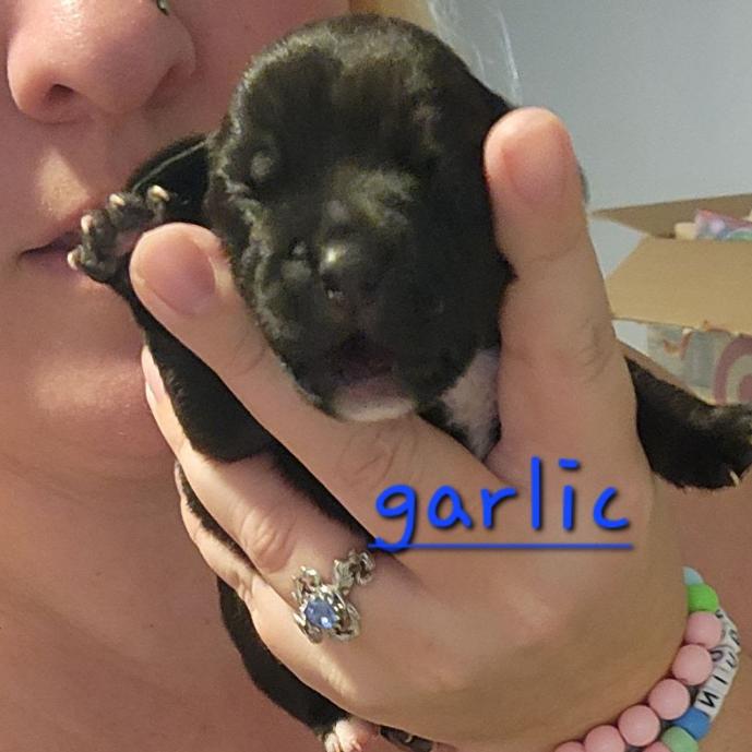 Garlic, Adoptable, Puppy Male Terrier.