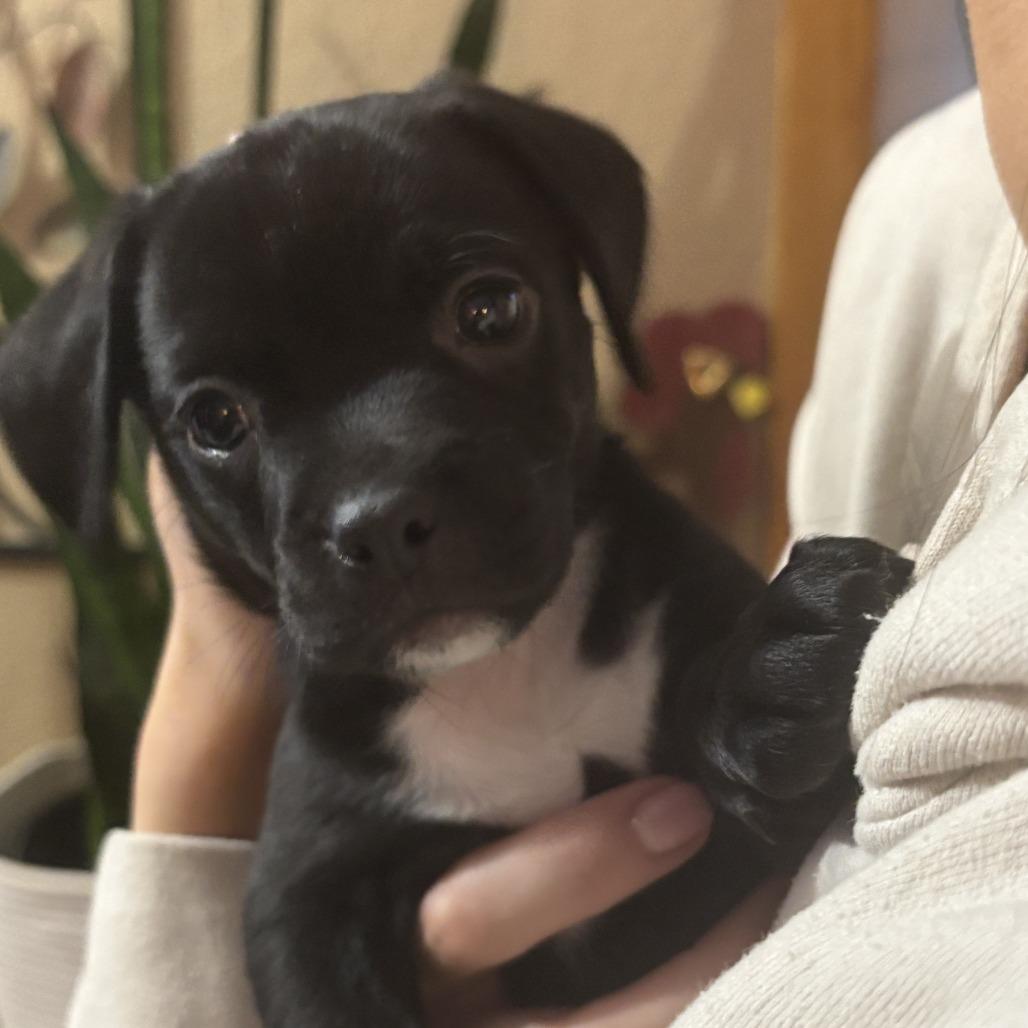 Garlic, a Adoptable mixed breed in Chaska, MN image 2/2