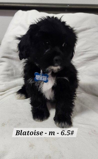 Blatoise, Adopted, Puppy Female Shih Tzu & Australian Shepherd.