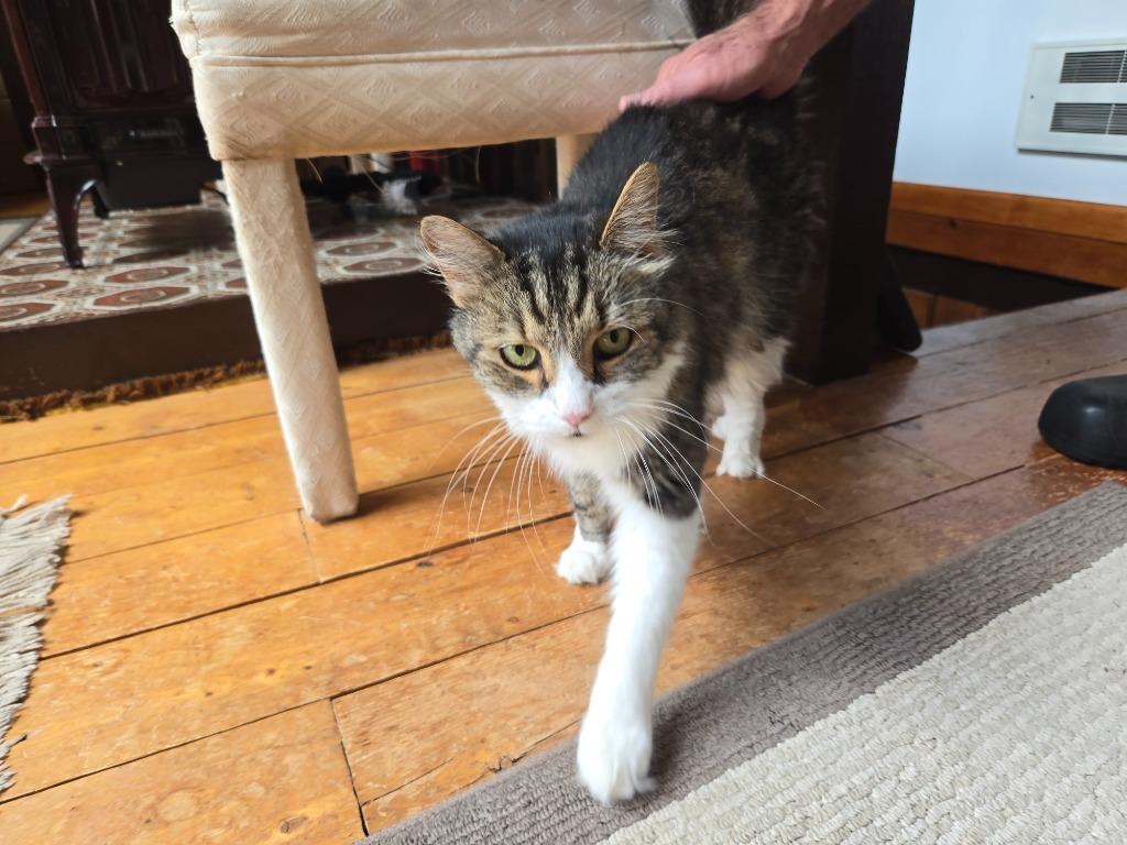 Holly, Adoptable, Senior Male Domestic Long Hair.