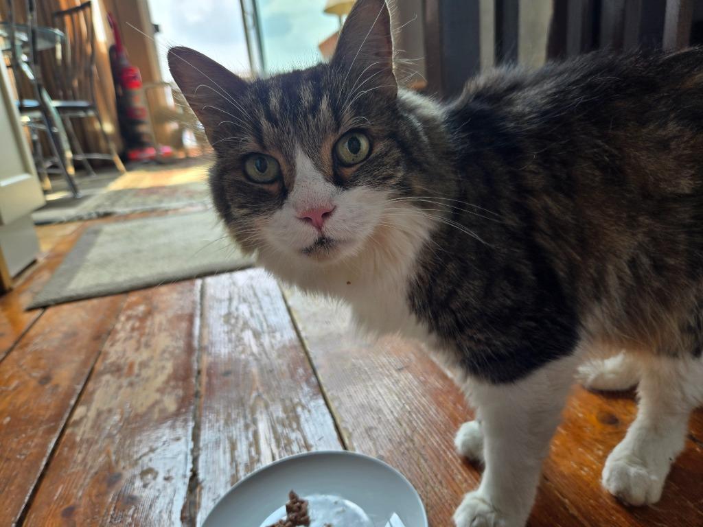 Holly, Adoptable, Senior Male Domestic Long Hair.