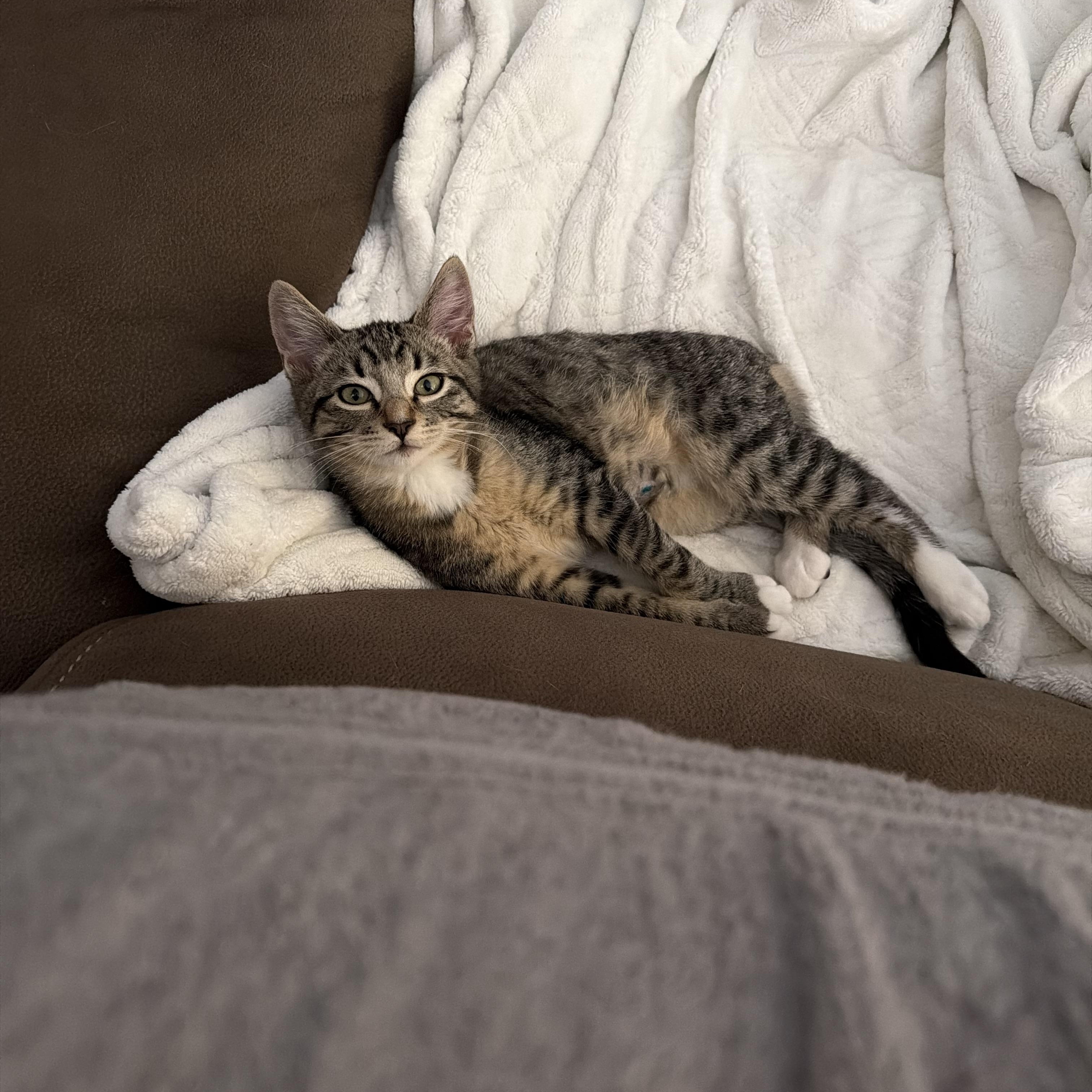Schmidt, Adoptable, Kitten Male Domestic Short Hair & Tabby.