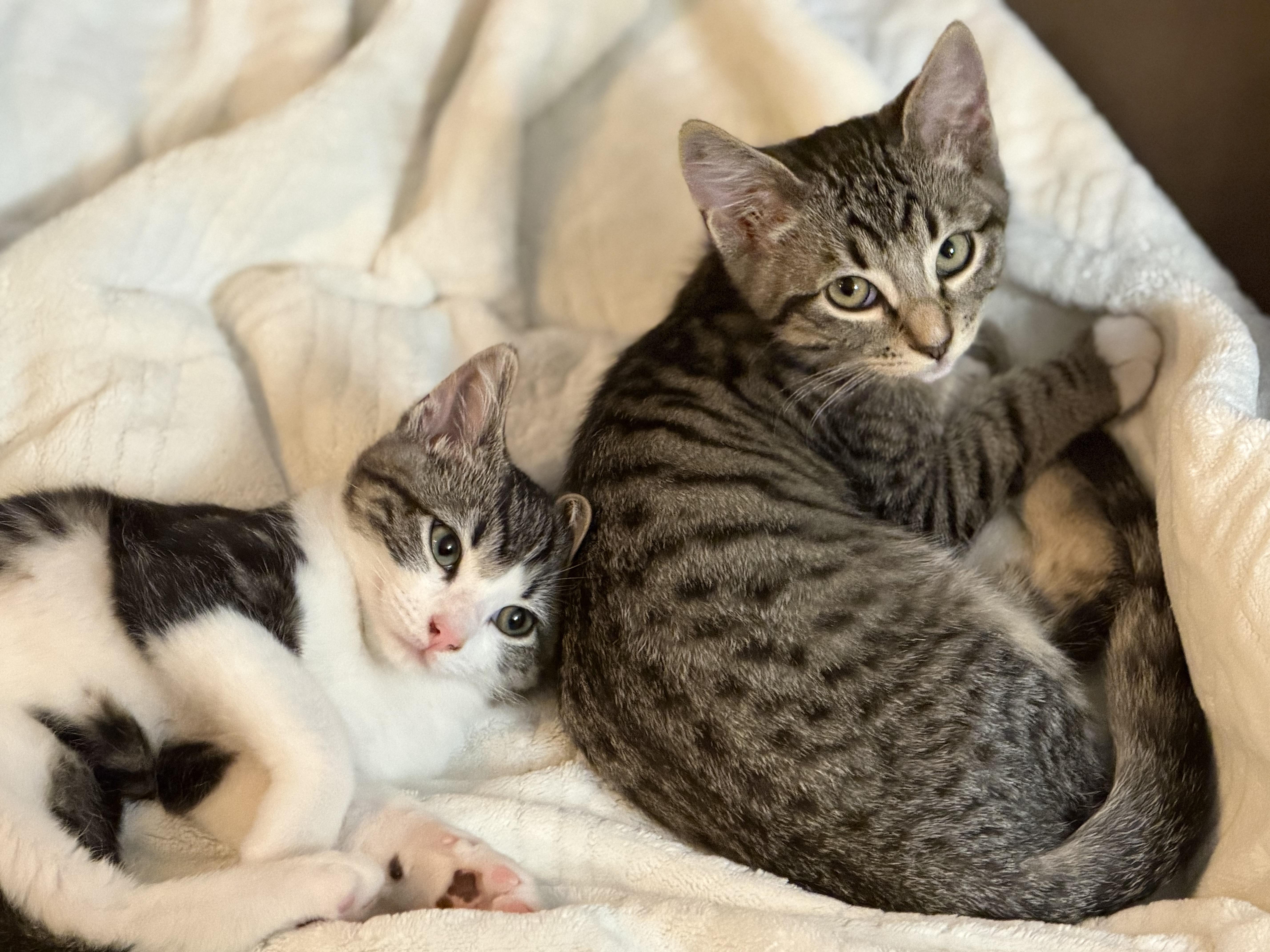 Enlarge Schmidt, a Adopted mixed breed in Renton, WA image 3/3