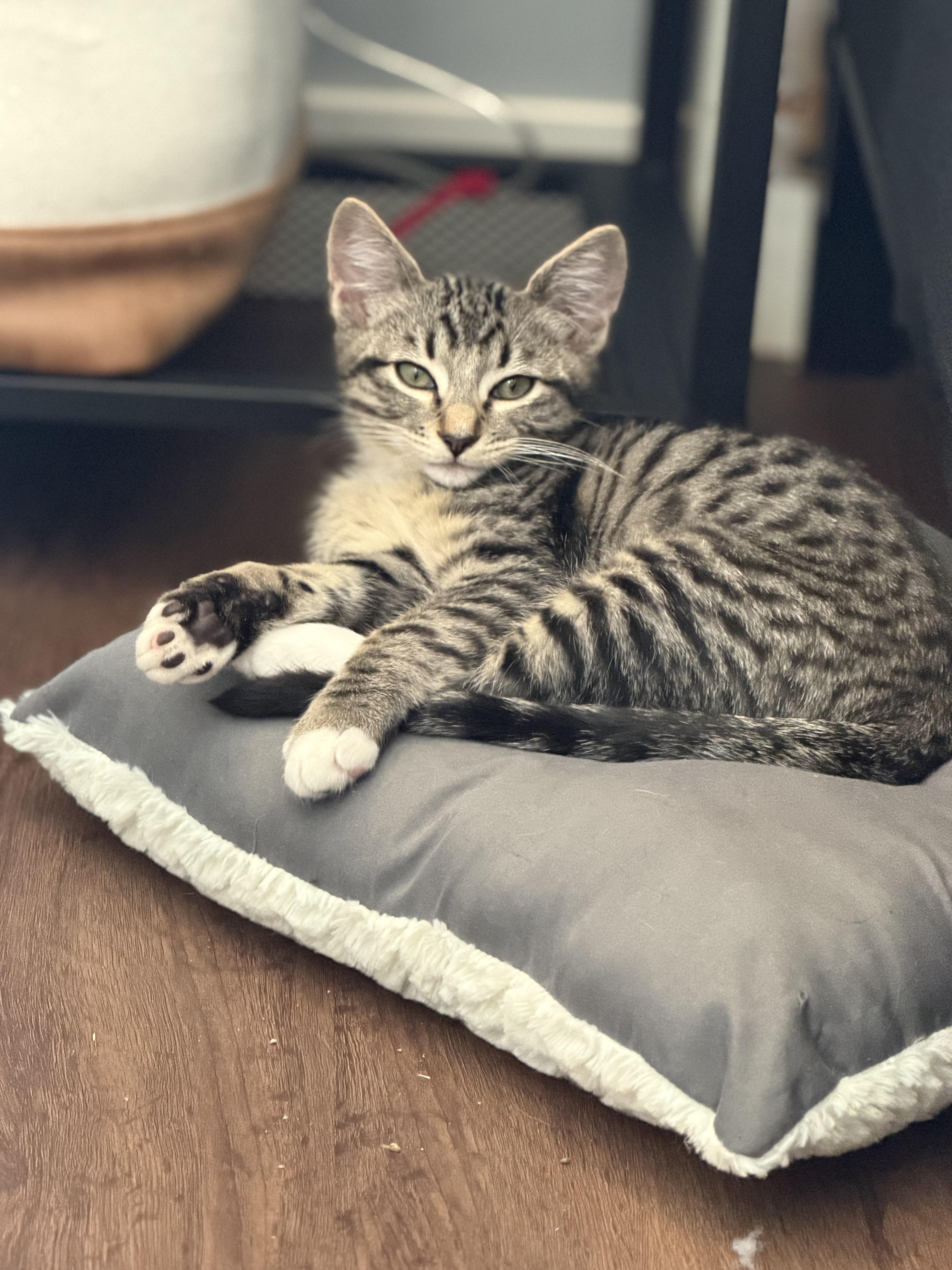 Enlarge Schmidt, a Adopted mixed breed in Renton, WA image 2/3