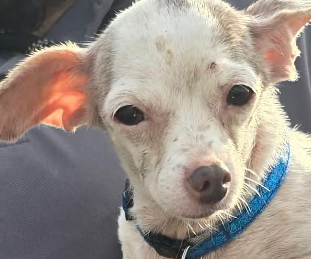 Winnie, Adoptable, Adult Female Mixed Breed.