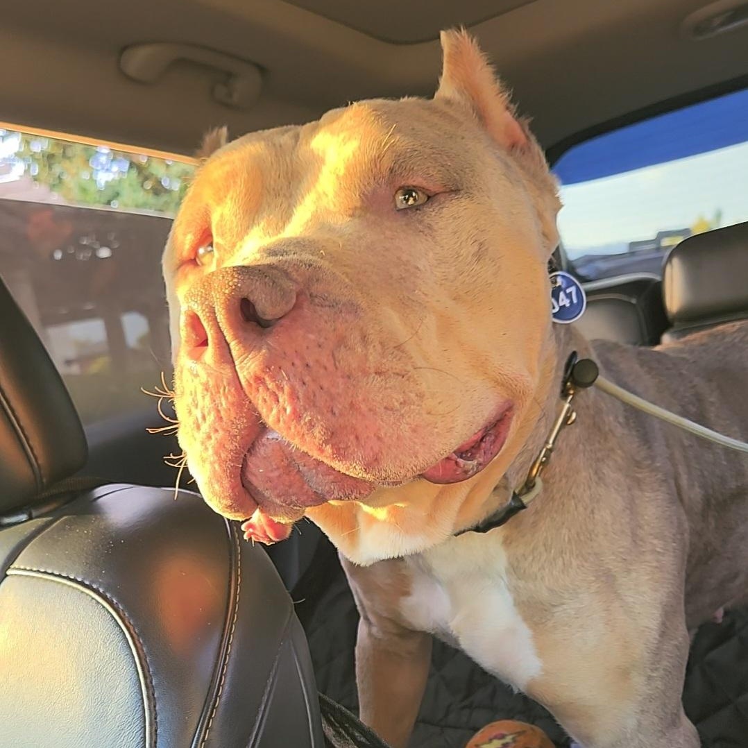 Dior, a Adoptable American Bully in Whittier, CA image 2/5