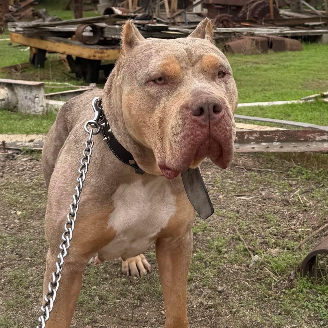 Dior, Adoptable, Adult Female American Bully.