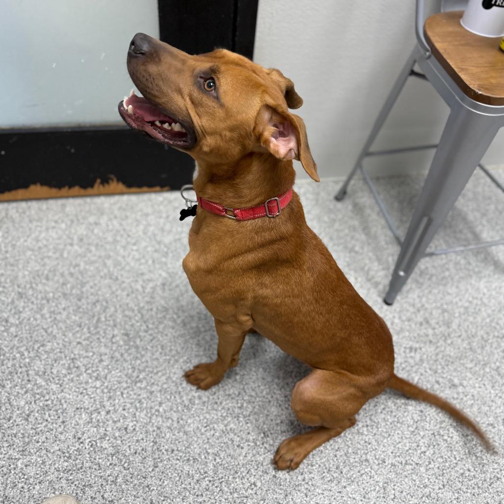 Enlarge Luke, a Adoptable mixed breed in Monticello, IA image 2/6