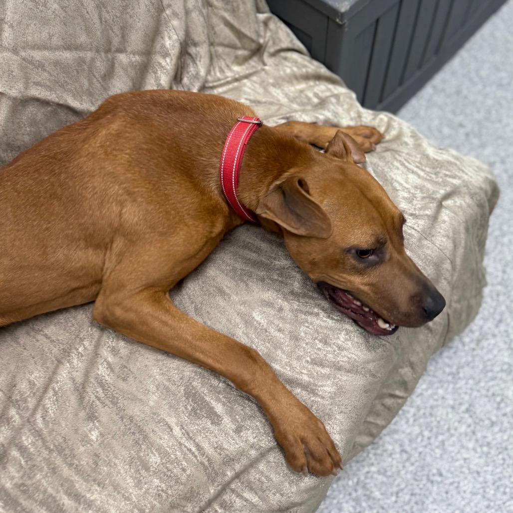 Enlarge Luke, a Adoptable mixed breed in Monticello, IA image 5/6