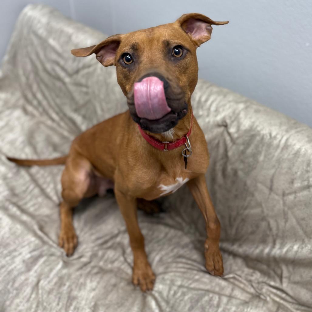 Enlarge Luke, a Adoptable mixed breed in Monticello, IA image 3/6