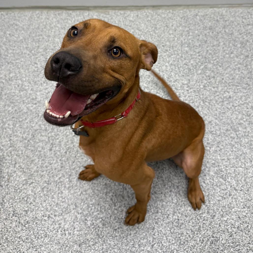 Luke, Adoptable, Young Male Hound & Mixed Breed.