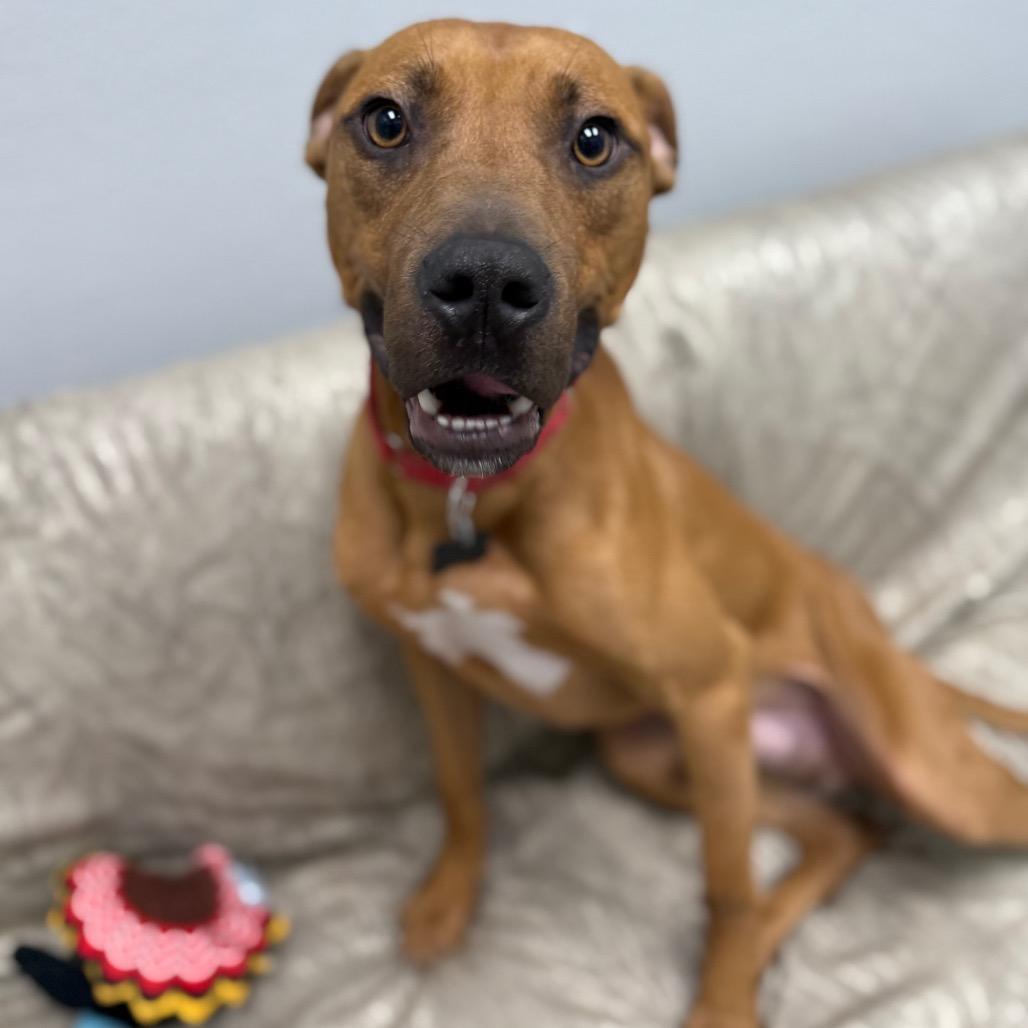 Enlarge Luke, a Adoptable mixed breed in Monticello, IA image 6/6