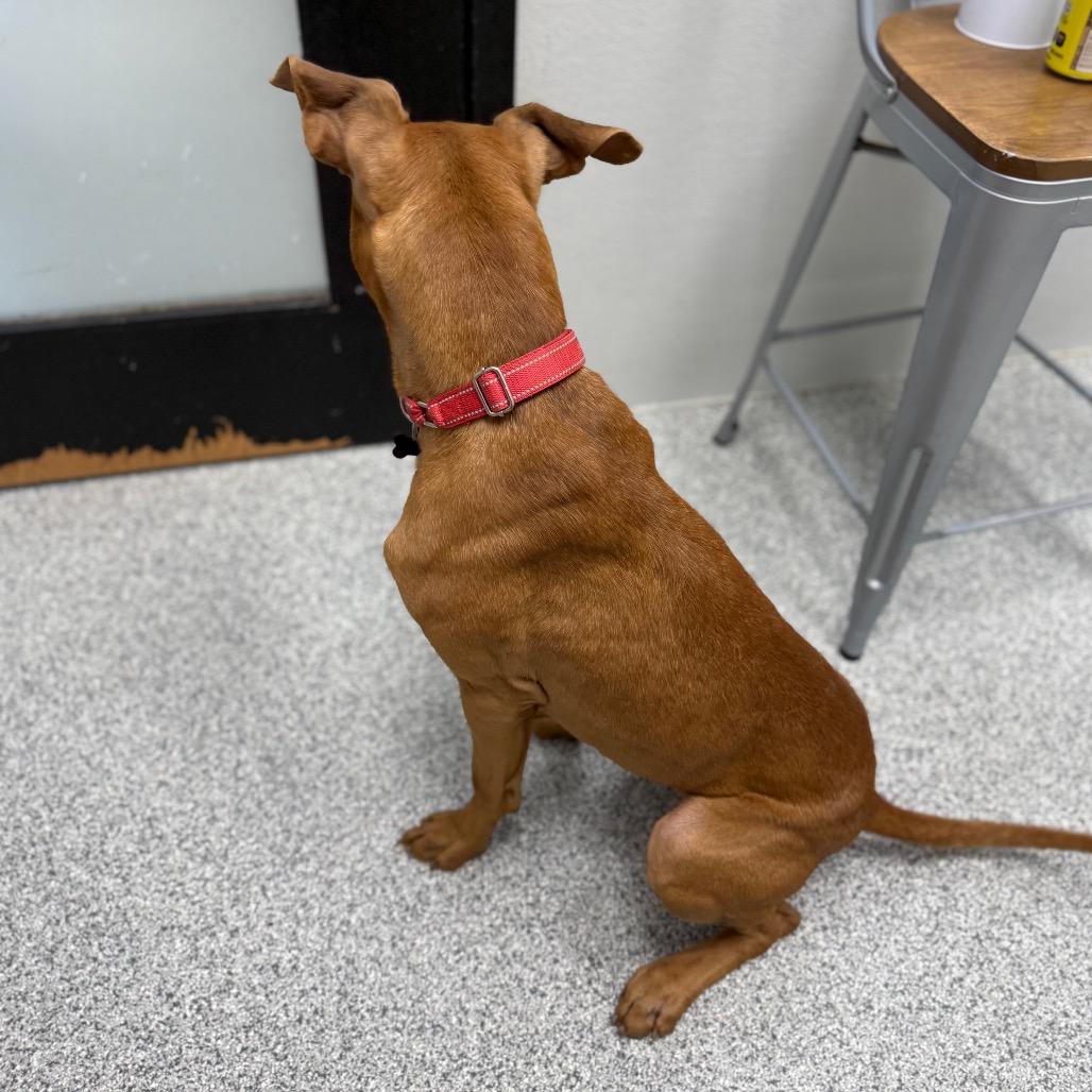 Enlarge Luke, a Adoptable mixed breed in Monticello, IA image 4/6