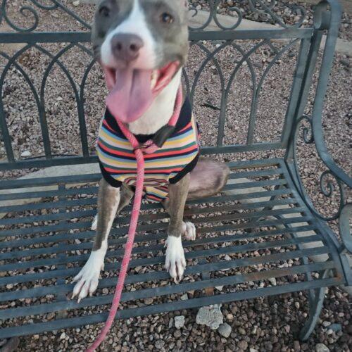 Enlarge Cherry, a Adoptable mixed breed in Glendale, AZ image 1/6