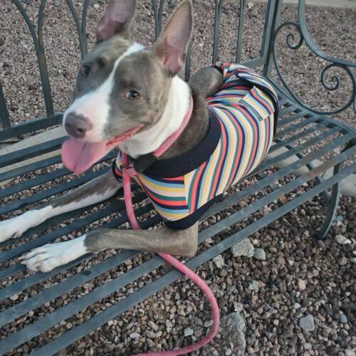 Enlarge Cherry, a Adoptable mixed breed in Glendale, AZ image 2/6