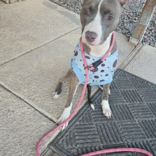 Enlarge Cherry, a Adoptable mixed breed in Glendale, AZ image 3/6