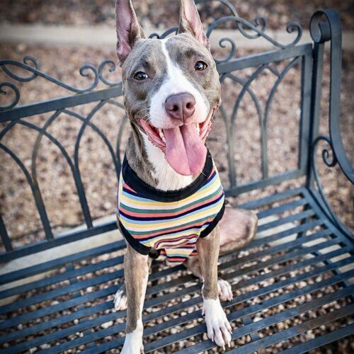 Enlarge Cherry, a Adoptable mixed breed in Glendale, AZ image 4/6