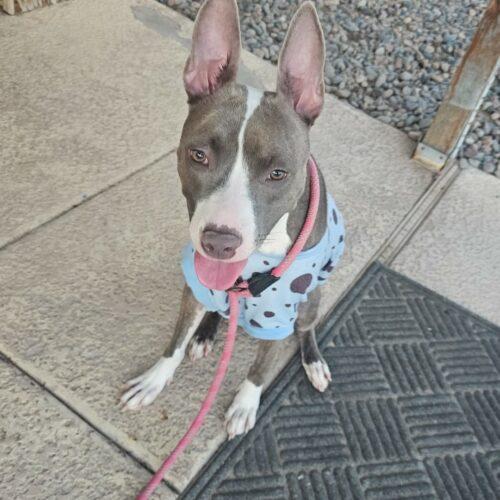 Enlarge Cherry, a Adoptable mixed breed in Glendale, AZ image 5/6