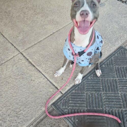 Enlarge Cherry, a Adoptable mixed breed in Glendale, AZ image 6/6