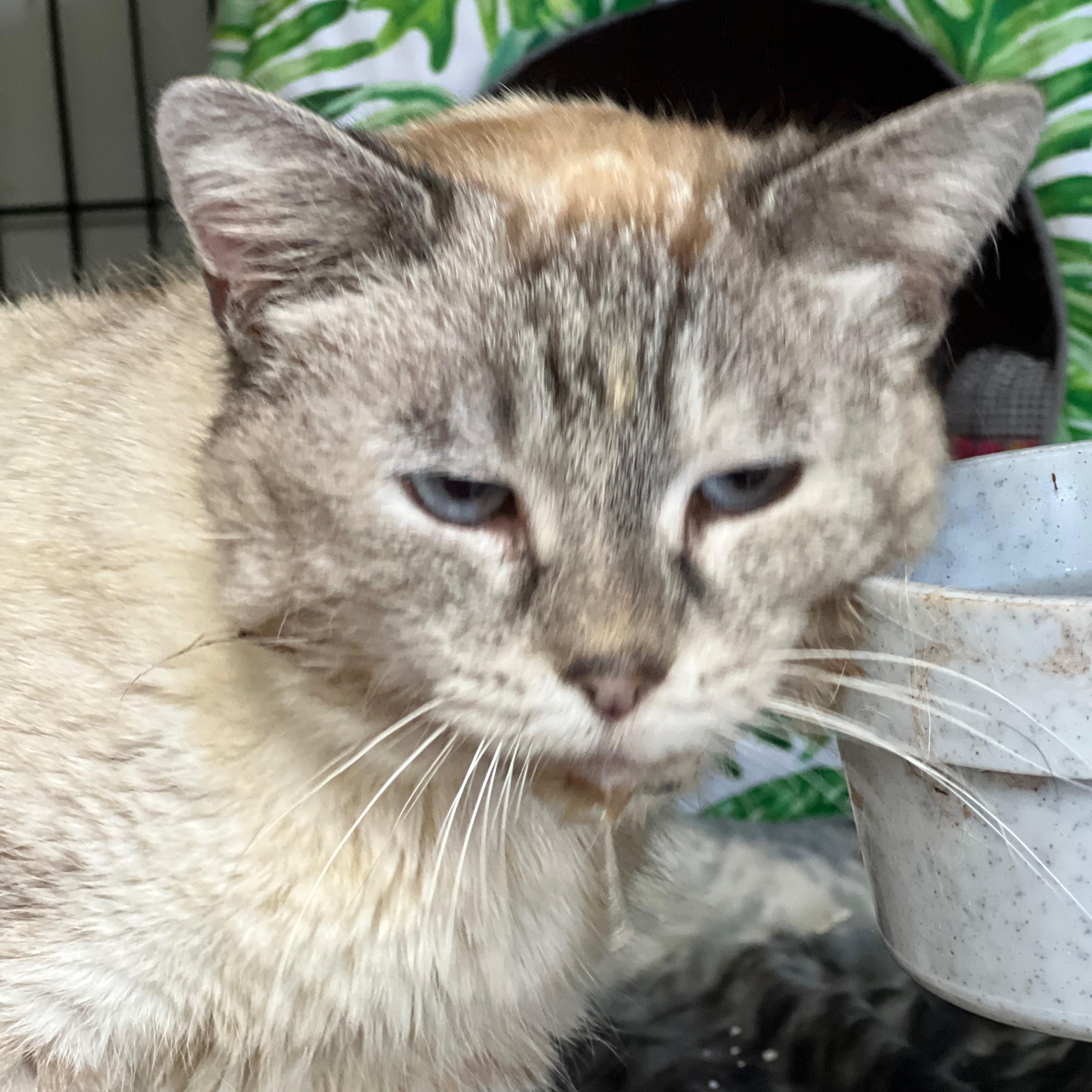 Enlarge Juliette, an adopted mixed breed in Germansville, PA image 2/3