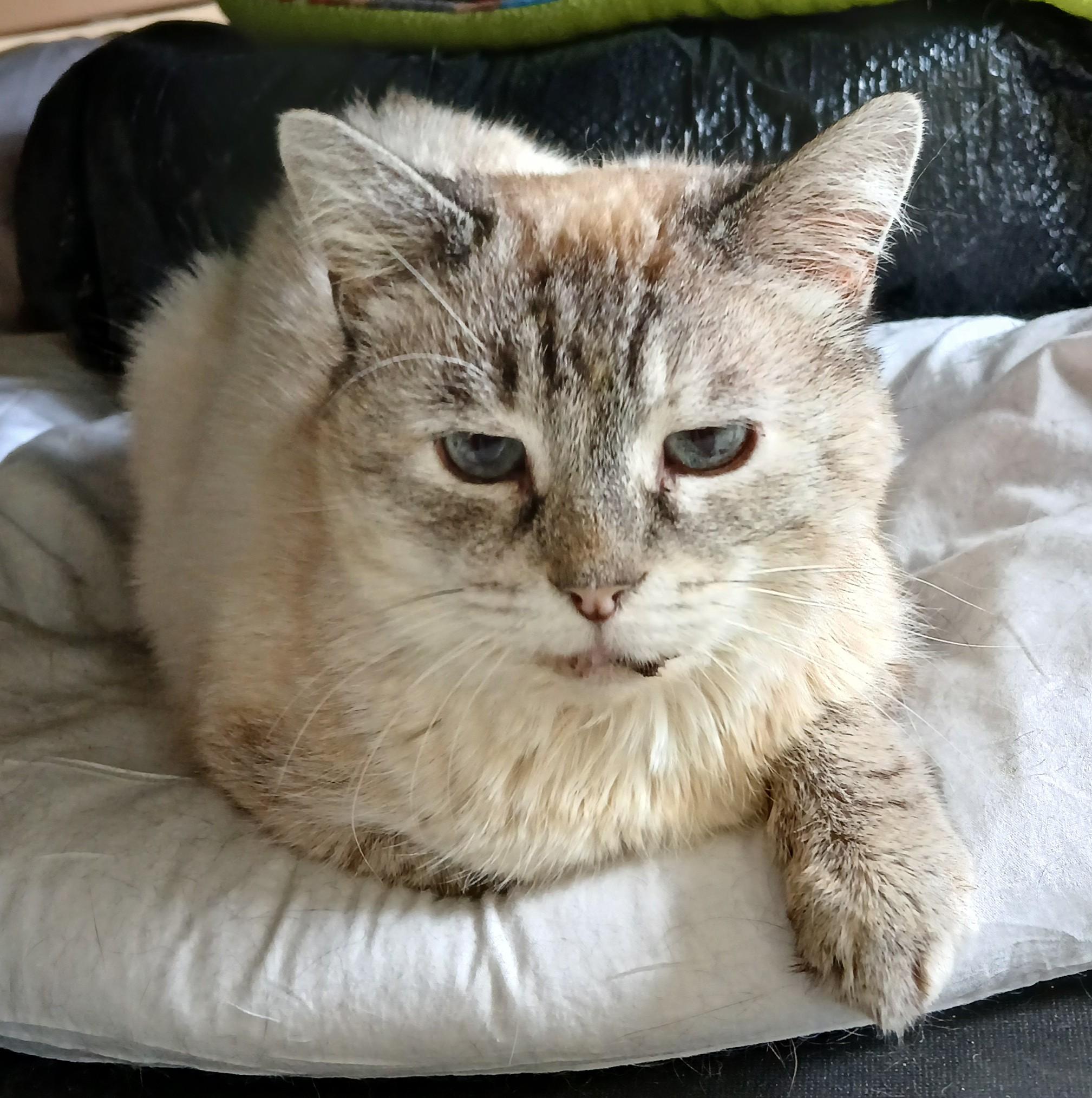 Juliette, adopted, Senior Female Domestic Short Hair & Tabby.