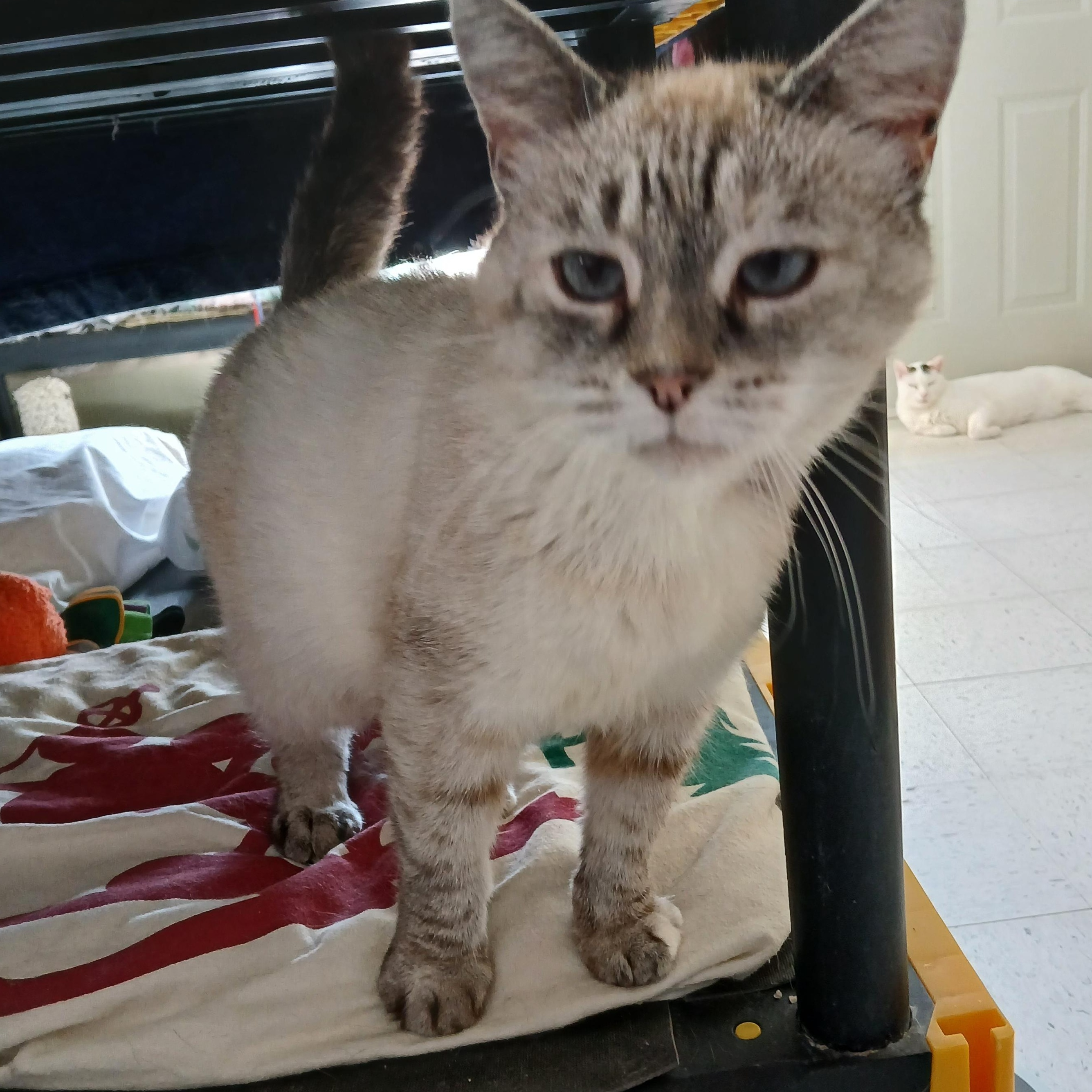 Enlarge Juliette, an adopted mixed breed in Germansville, PA image 3/3