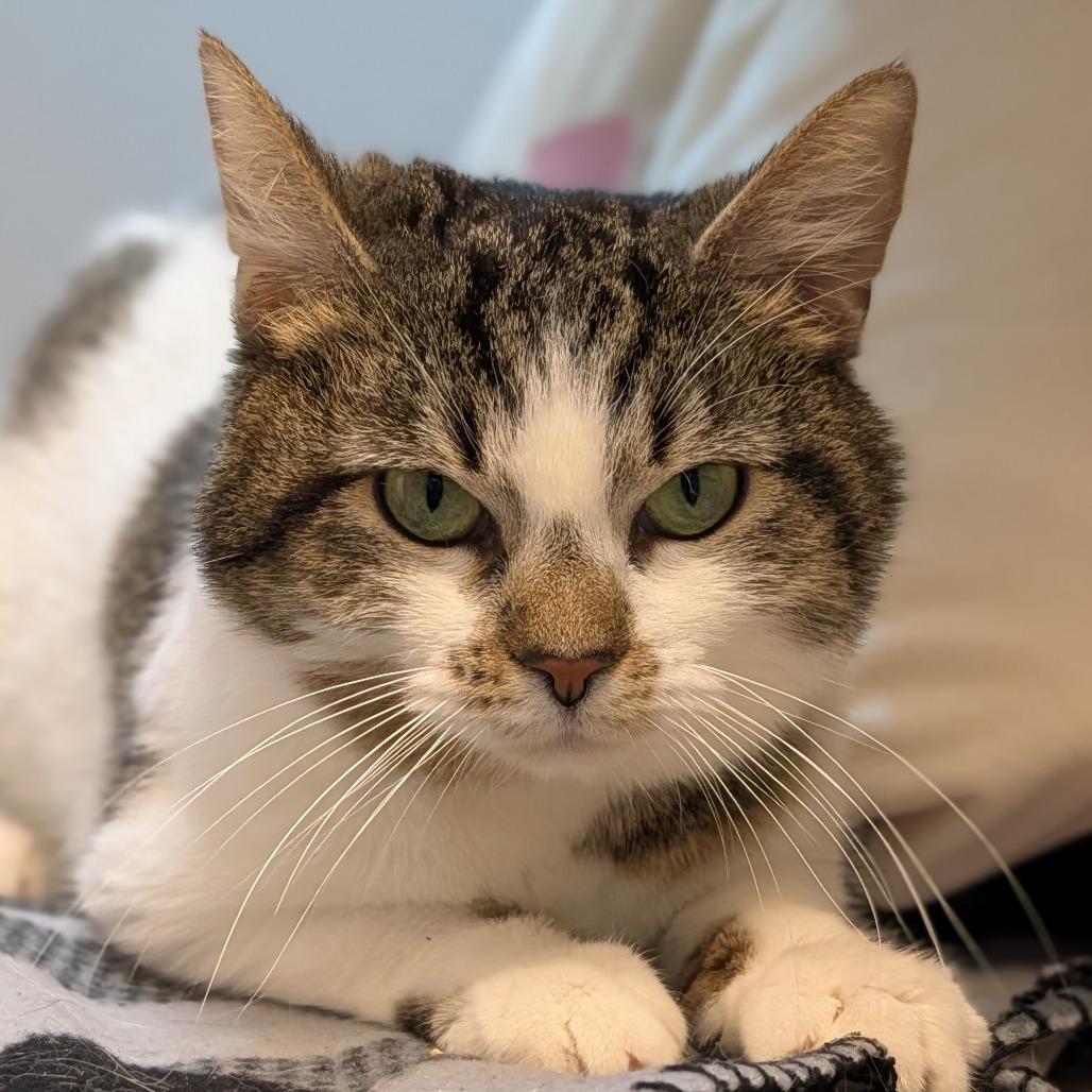 Lolly, Adoptable, Adult Female Domestic Short Hair.