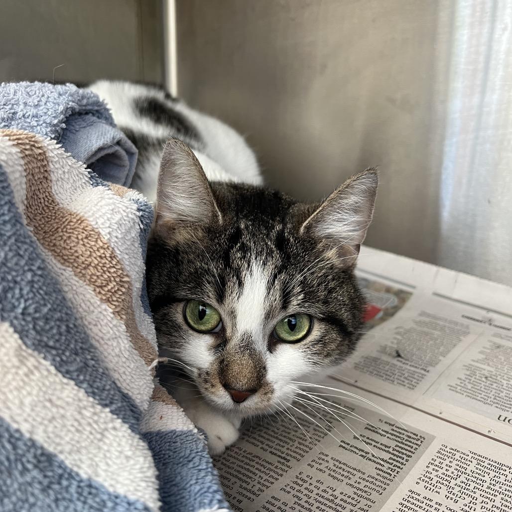 Enlarge Lolly, a Adoptable Domestic Short Hair in Pittsburgh, PA image 2/6