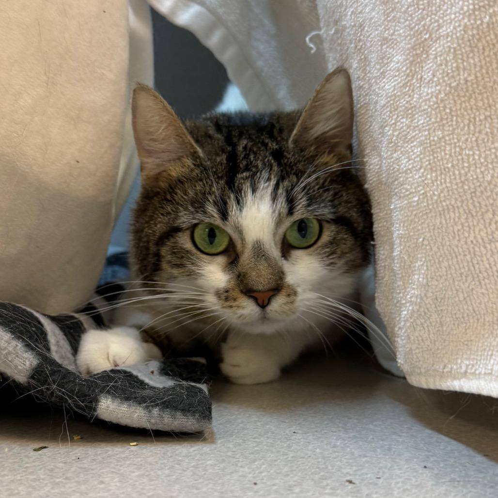 Enlarge Lolly, a Adoptable Domestic Short Hair in Pittsburgh, PA image 3/6