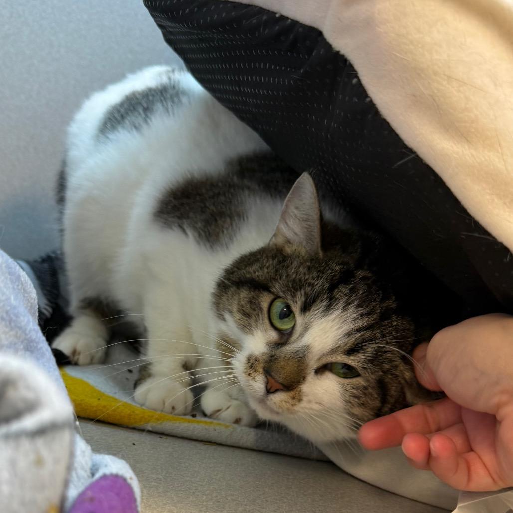 Enlarge Lolly, a Adoptable Domestic Short Hair in Pittsburgh, PA image 4/6