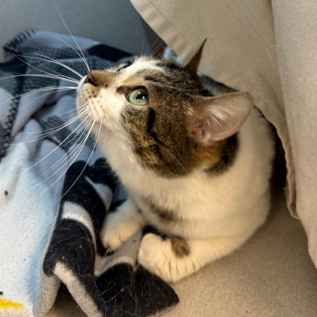 Enlarge Lolly, a Adoptable Domestic Short Hair in Pittsburgh, PA image 5/6
