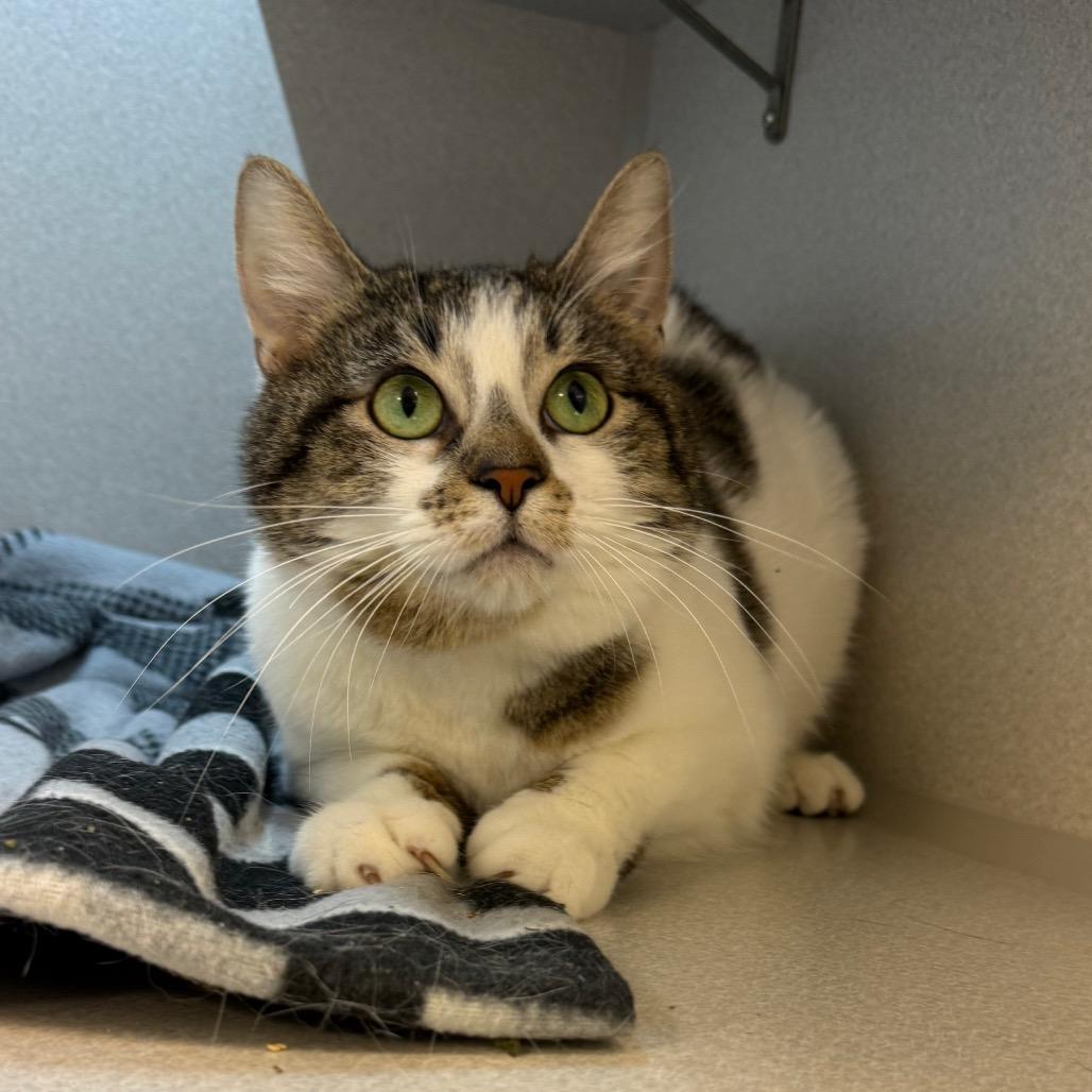Enlarge Lolly, a Adoptable Domestic Short Hair in Pittsburgh, PA image 6/6