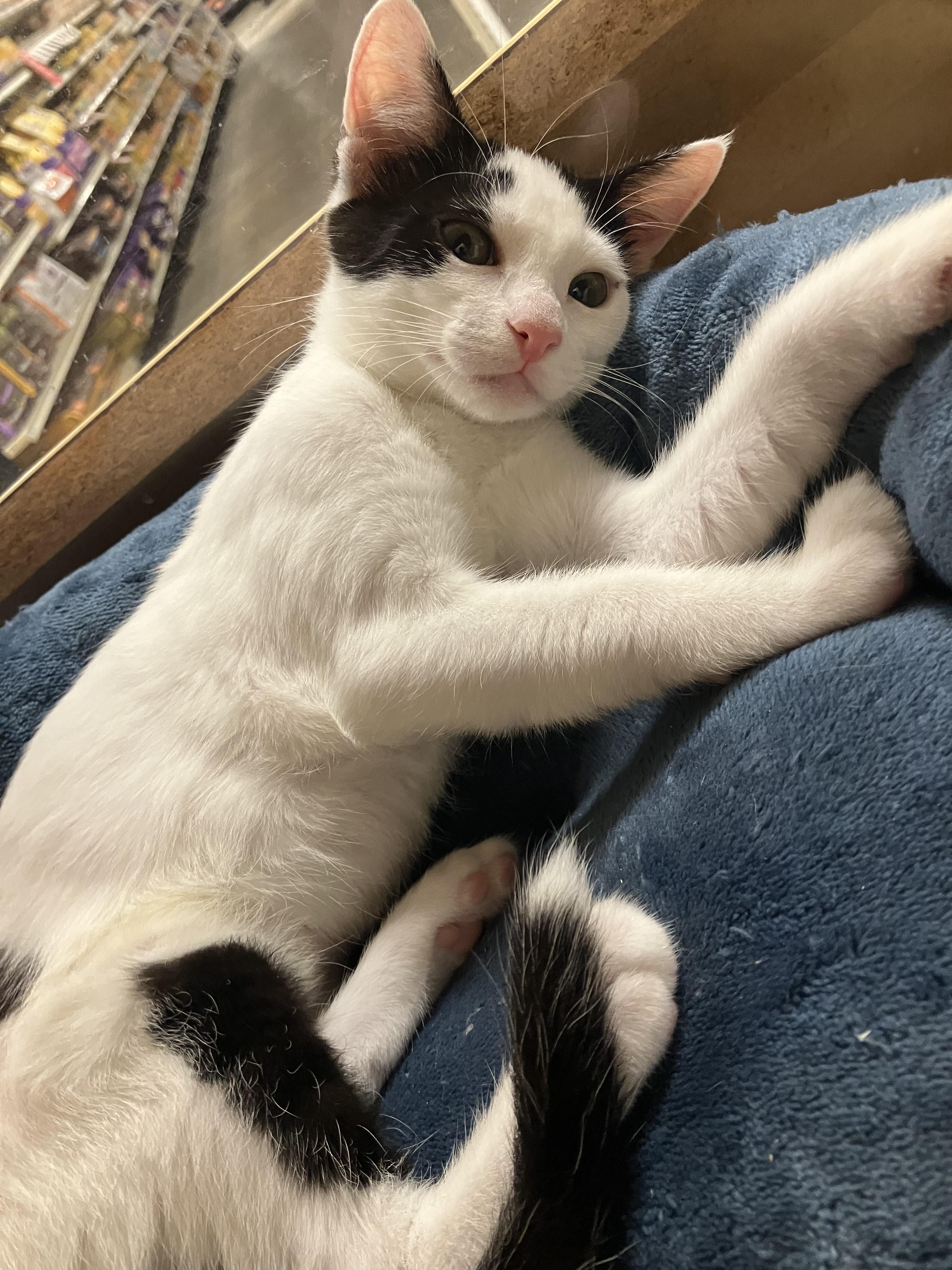 Cyndi - female kitten, a Adoptable Domestic Short Hair in Santa Clara , CA image 2/4