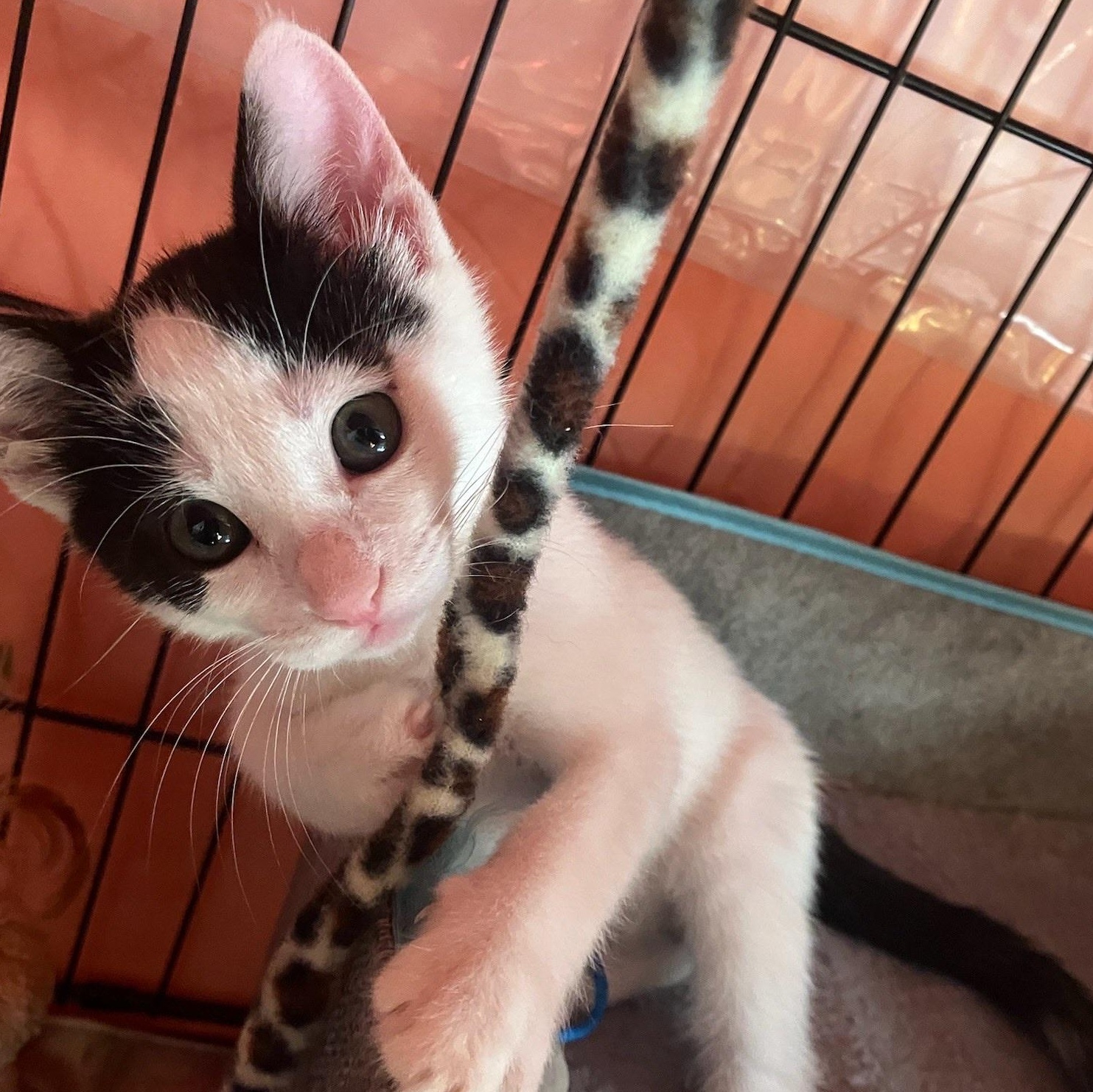 Cyndi - female kitten, a Adoptable Domestic Short Hair in Santa Clara , CA image 3/4