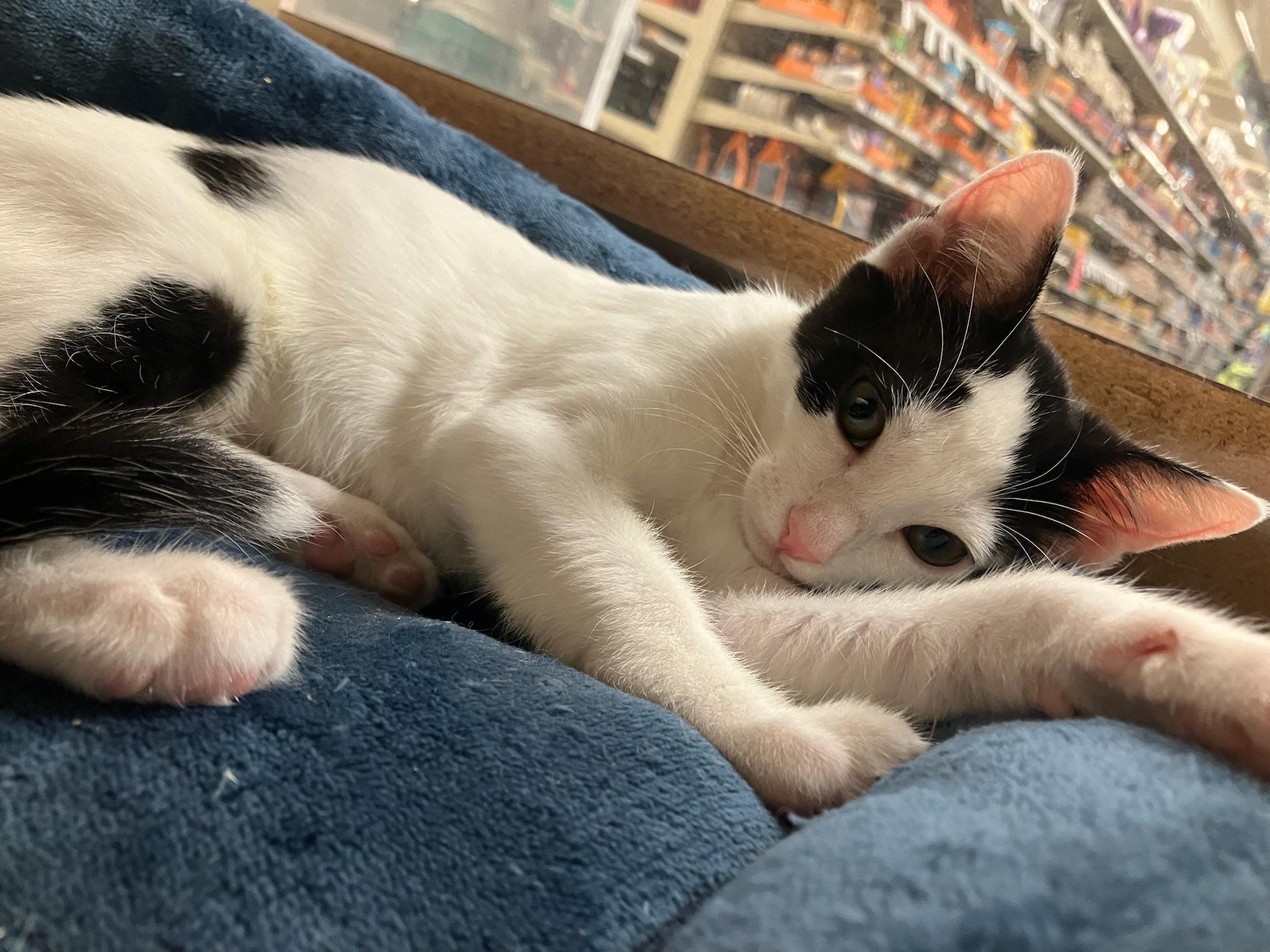 Cyndi - female kitten, a Adoptable Domestic Short Hair in Santa Clara , CA image 4/4