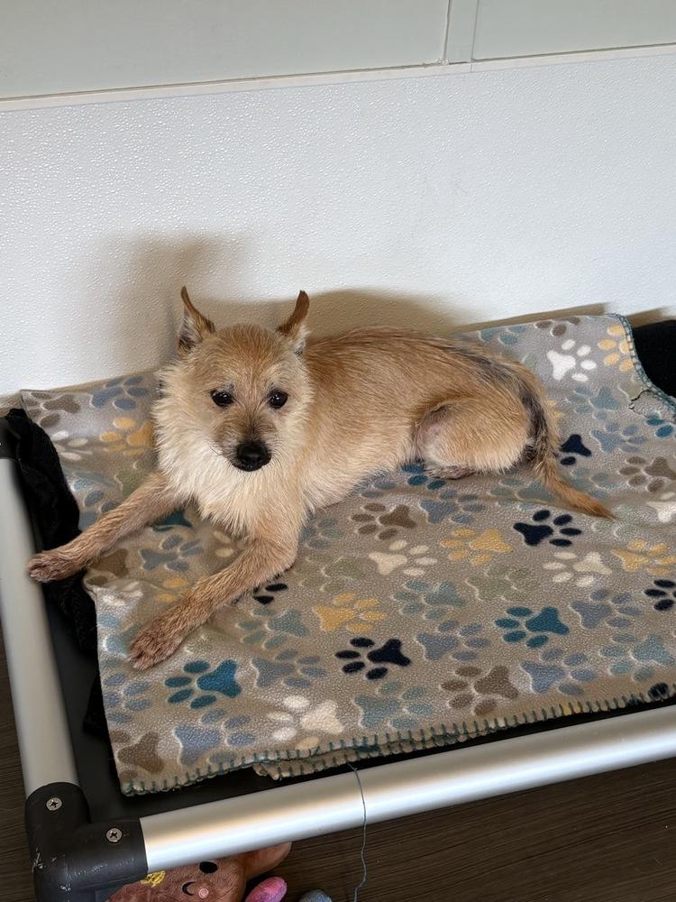 Reggie, Adoptable, Adult Male Terrier.