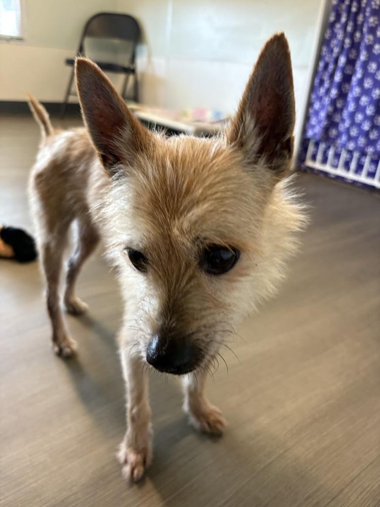 Enlarge Reggie, a Adoptable mixed breed in Winter Garden, FL image 2/5
