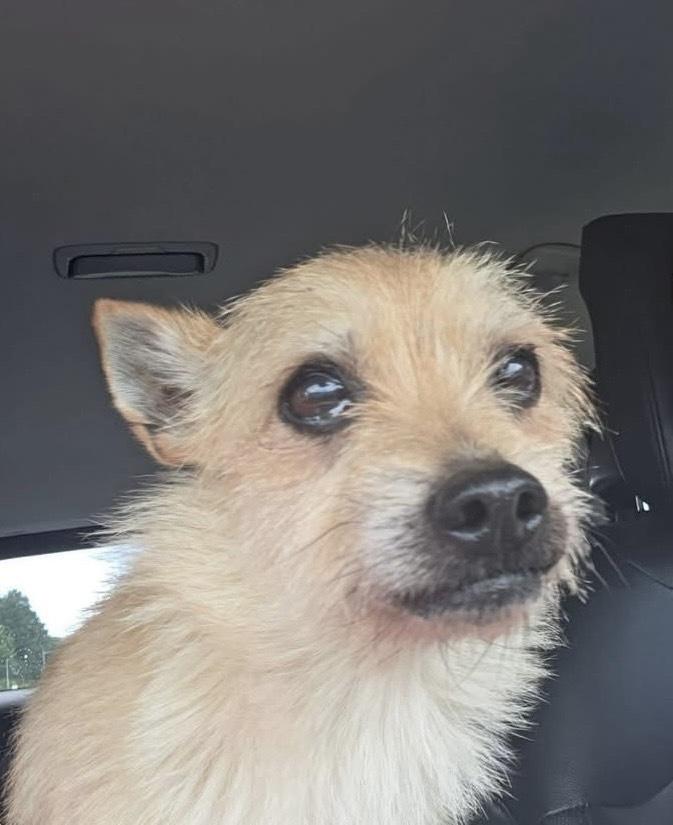 Enlarge Reggie, a Adoptable mixed breed in Winter Garden, FL image 3/5