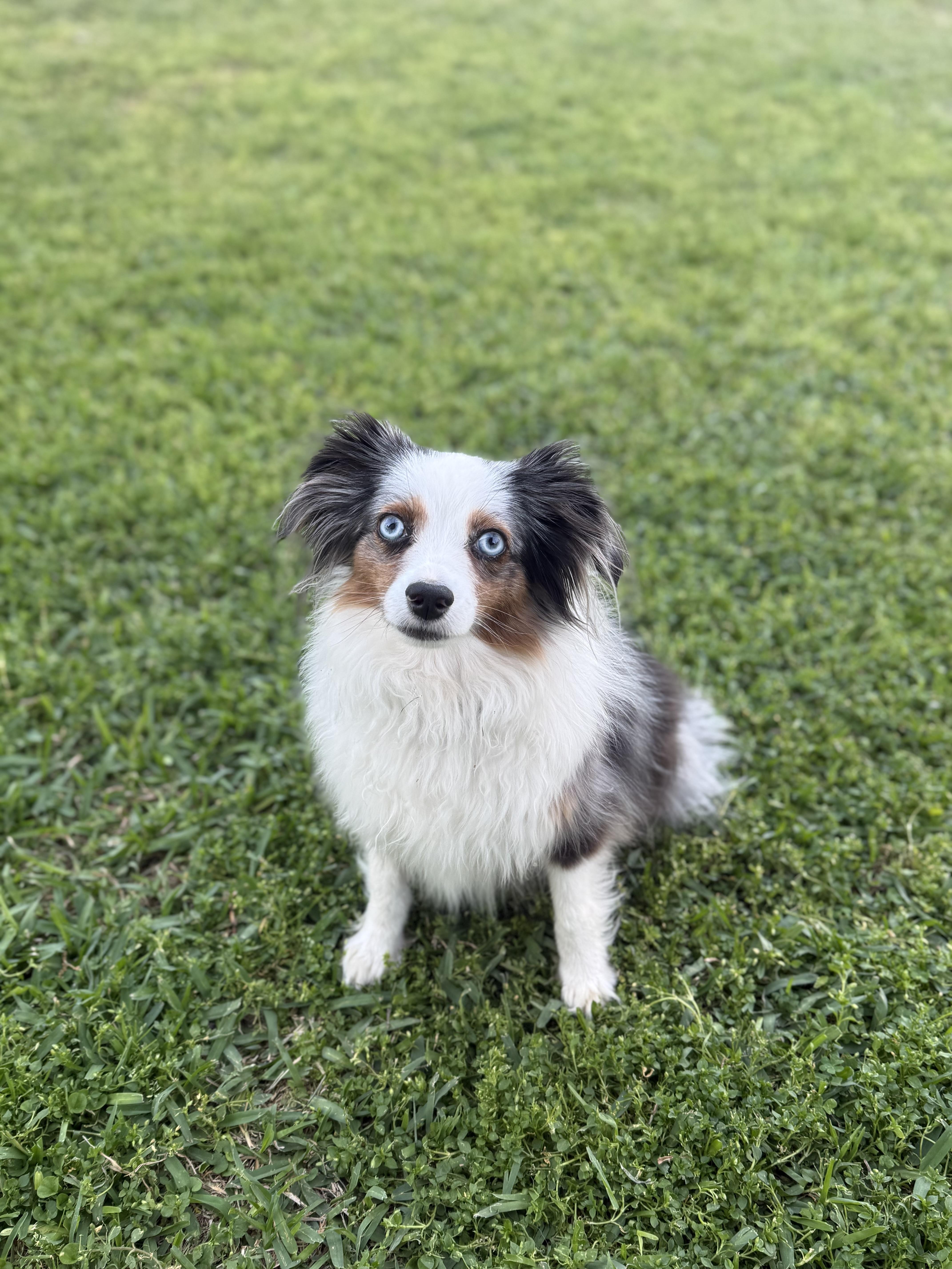 Enlarge Elle, a Adoptable Australian Shepherd in Austin, TX image 5/5