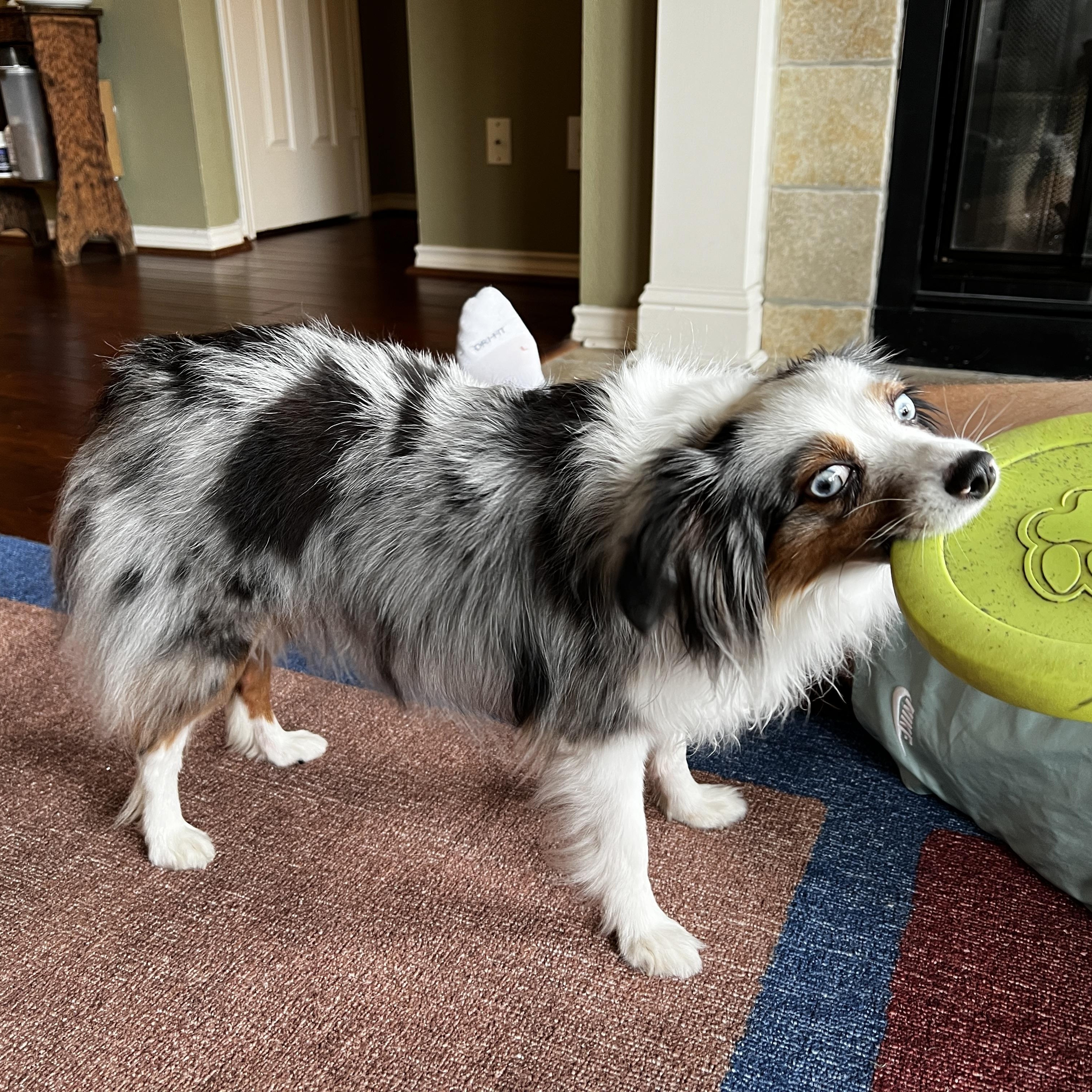 Enlarge Elle, a Adoptable Australian Shepherd in Austin, TX image 3/4