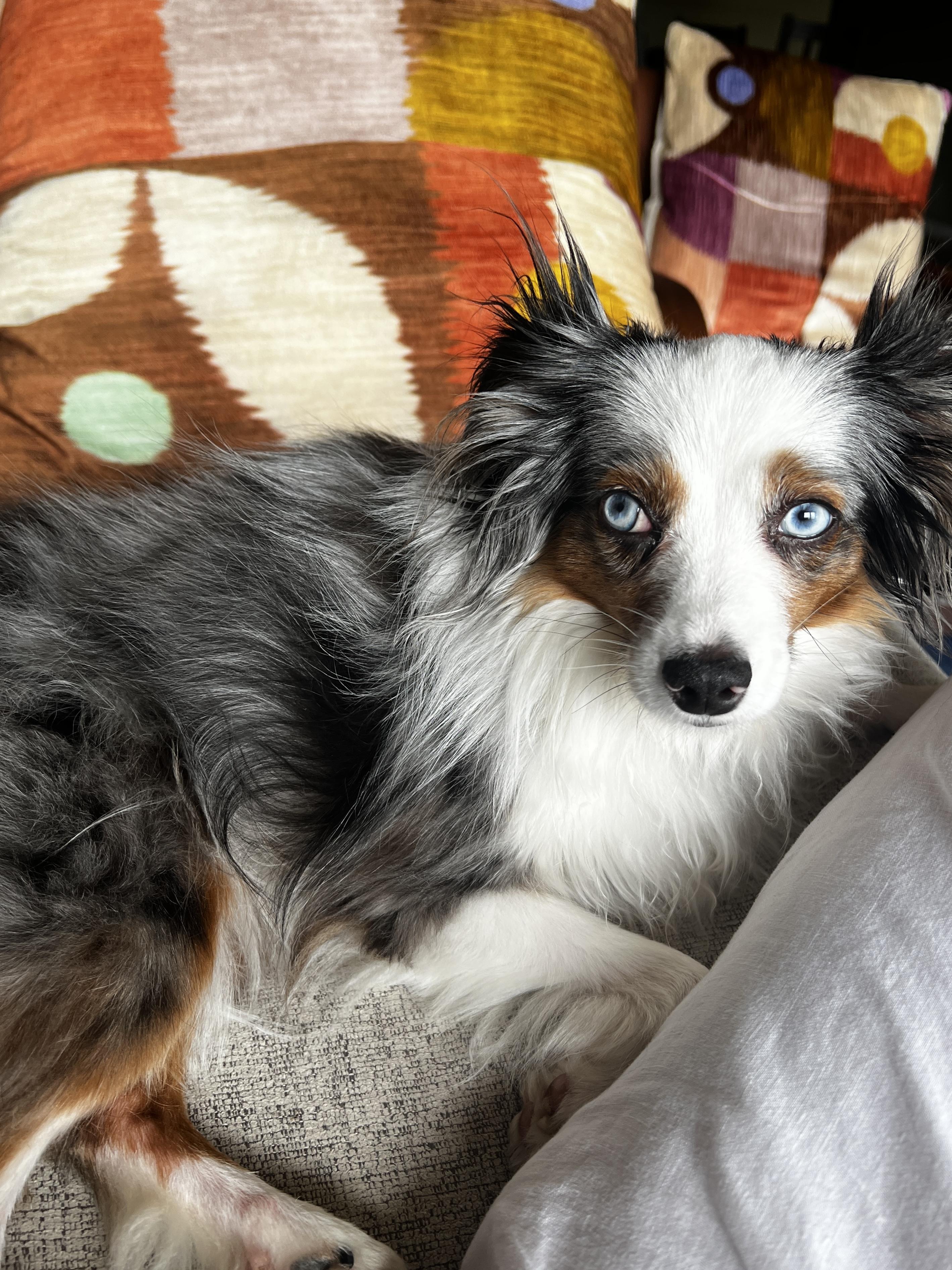 Enlarge Elle, a Adoptable Australian Shepherd in Austin, TX image 4/4
