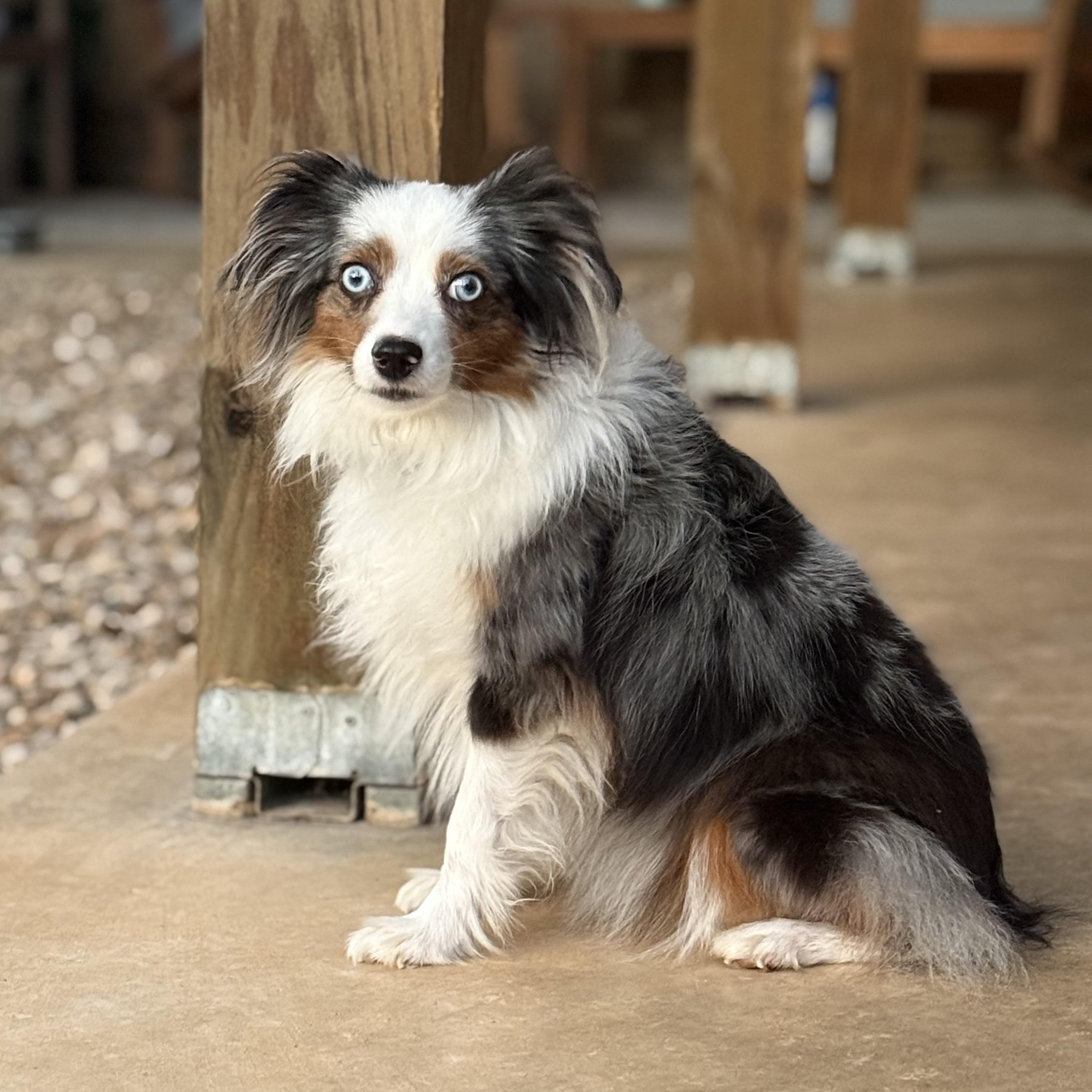 Enlarge Elle, a Adoptable Australian Shepherd in Austin, TX image 1/4