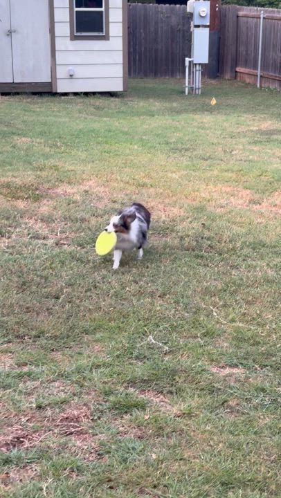 Enlarge Elle, a Adoptable Australian Shepherd in Austin, TX video 2/4