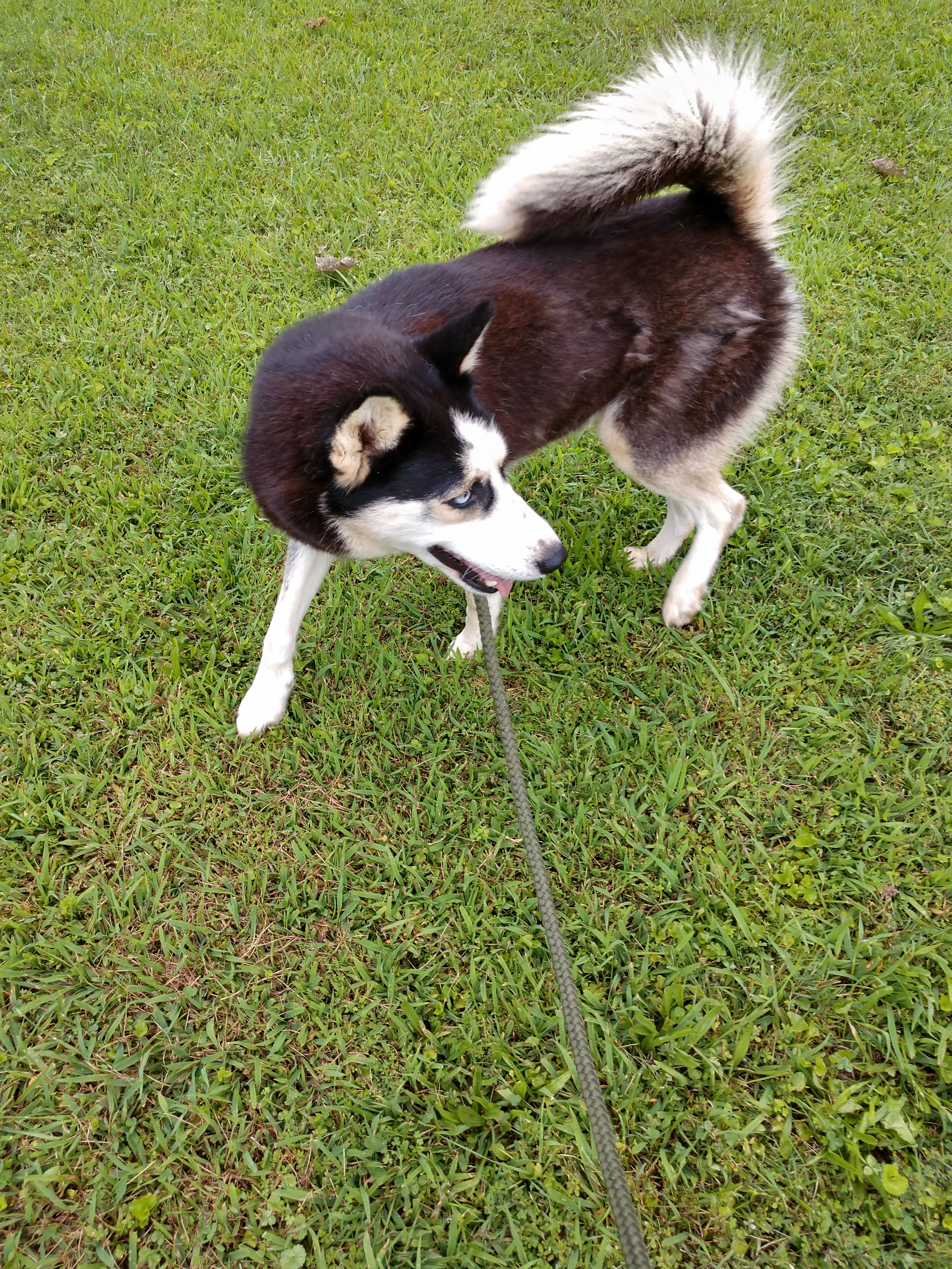 Jenga, a Adopted Siberian Husky in Mountain City, TN image 1/4