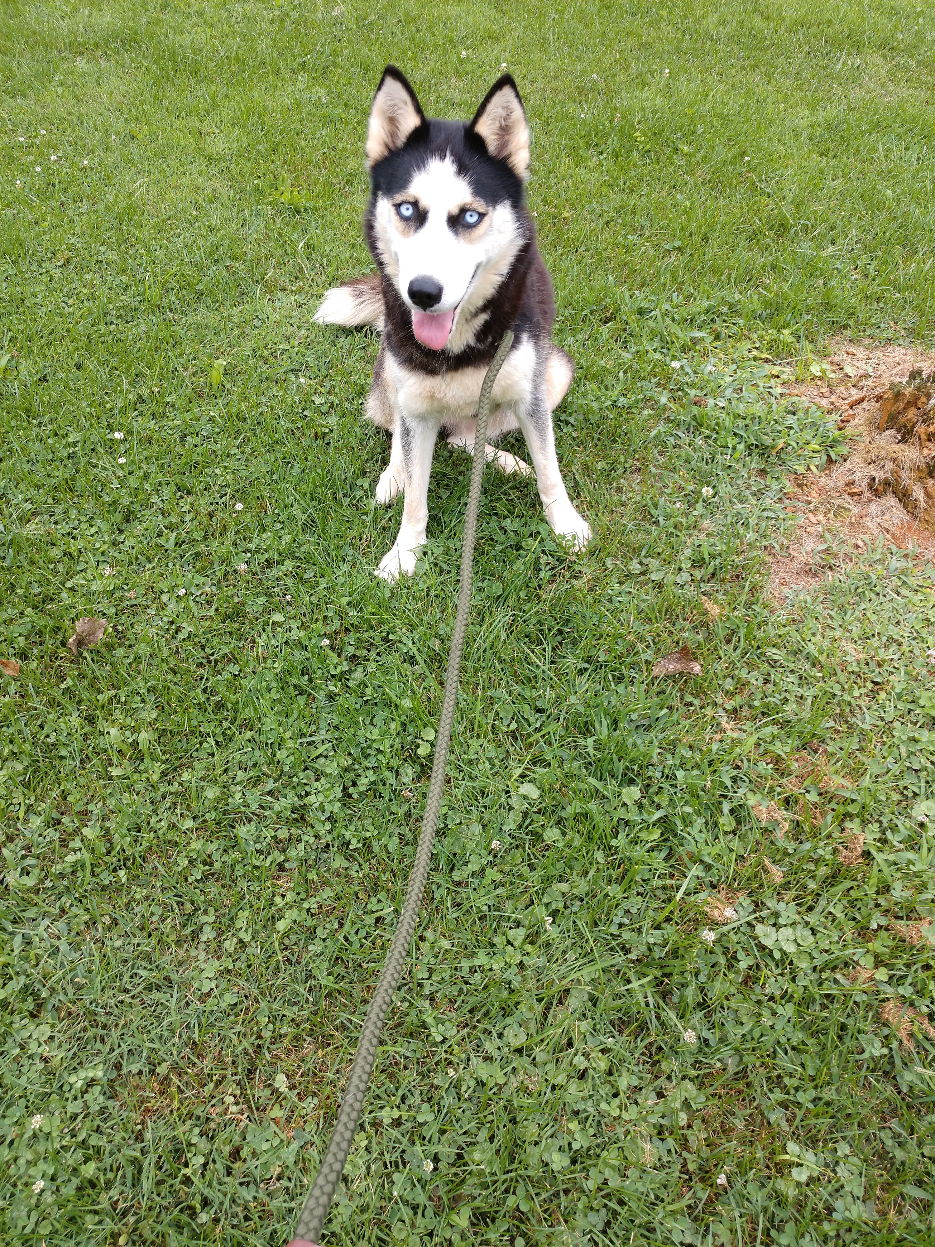 Jenga, a Adopted Siberian Husky in Mountain City, TN image 2/4