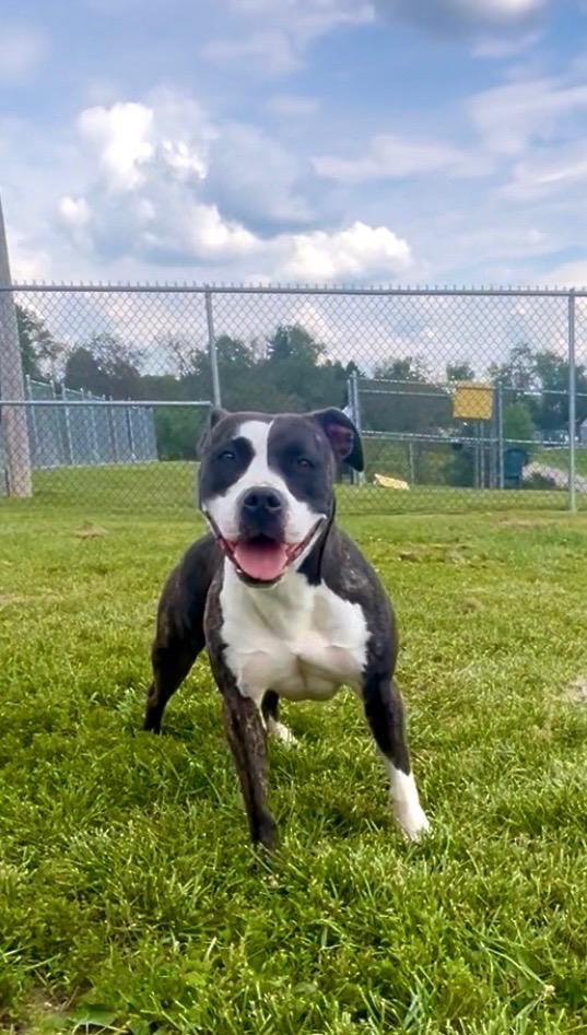 Maggie, Adoptable, Adult Female Mixed Breed.