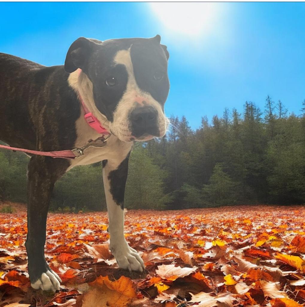 Enlarge Maggie, a Adoptable Mixed Breed in New Manchester, WV image 2/6