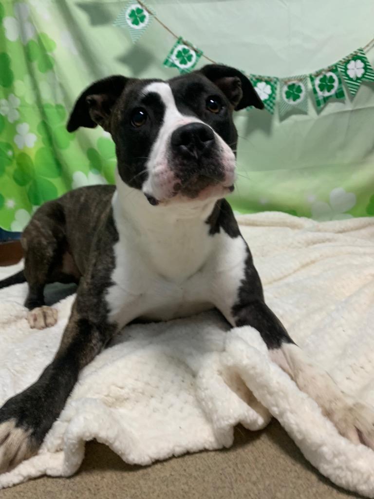 Enlarge Maggie, a Adoptable Mixed Breed in New Manchester, WV image 3/6