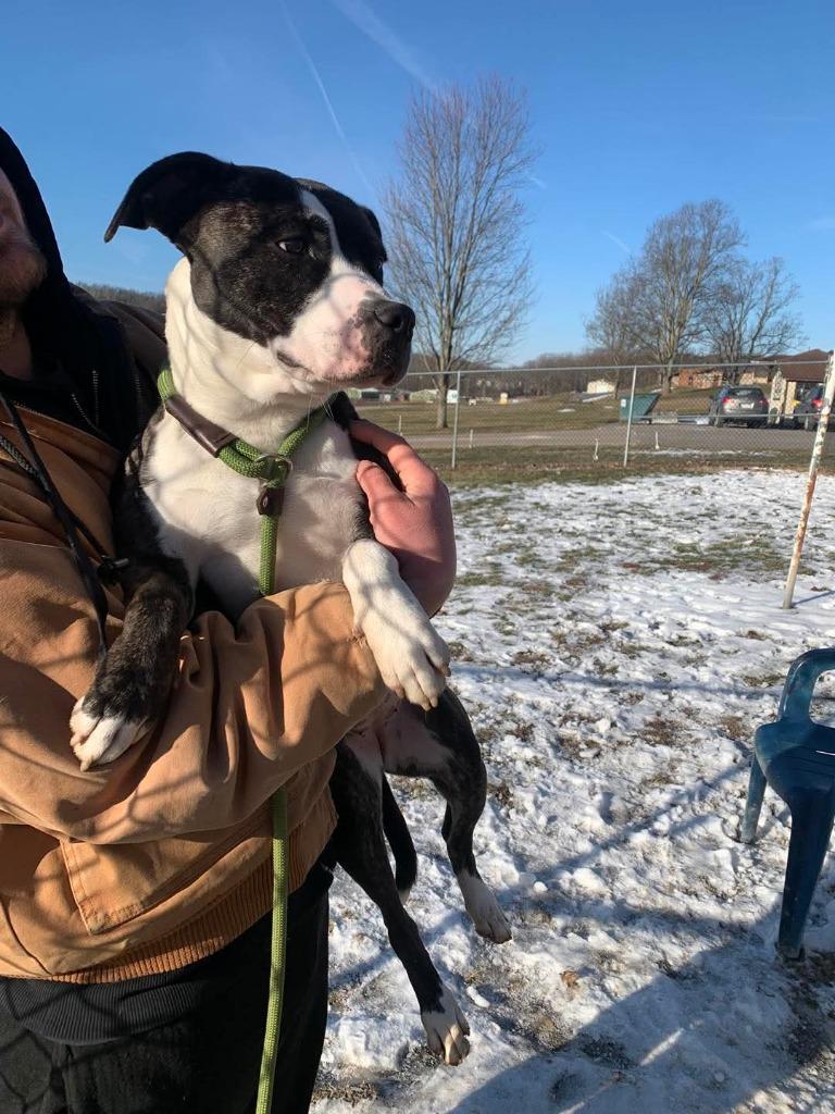 Enlarge Maggie, a Adoptable Mixed Breed in New Manchester, WV image 4/6